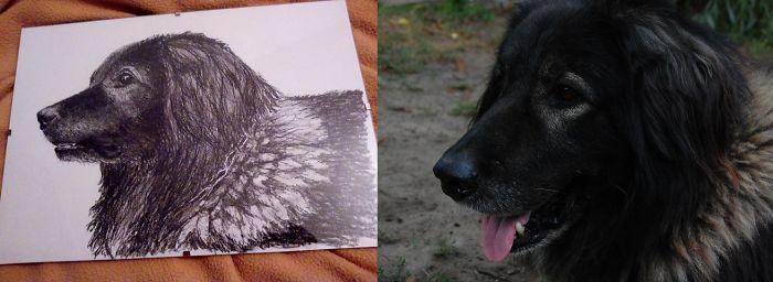 Remembrance Of "good Boy" Hektor - My Boyfriend's Dog :)