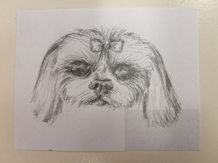 Lily The Shih Tzu