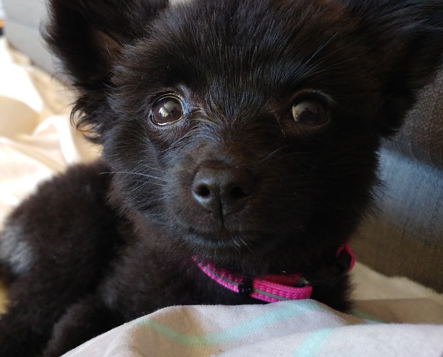 My Name Is Gizmo. No, Not The Gremlin My Name Is Gizmo. No, Not The Gremlin