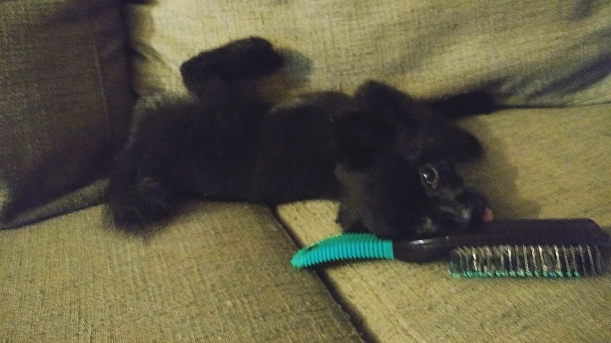 My Name Is Gizmo. No, Not The Gremlin My Name Is Gizmo. No, Not The Gremlin