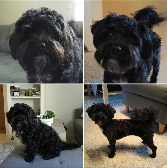 Pia, Our 1 Year Old Poodle, Schnauzer And Bichon Frisé Mix Before And After A Haircut 🐕