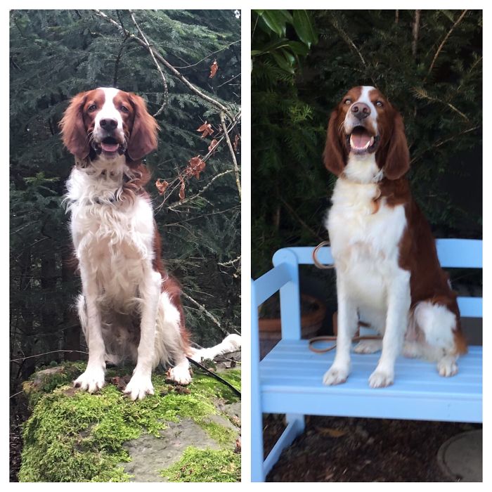 My Setter Before And After Visiting The Furdresser