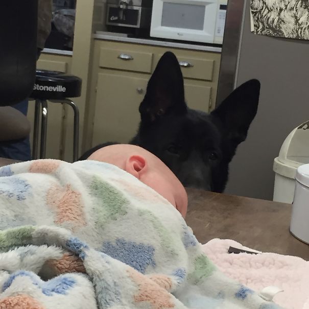 Meeko Seeing A Baby For The First Time