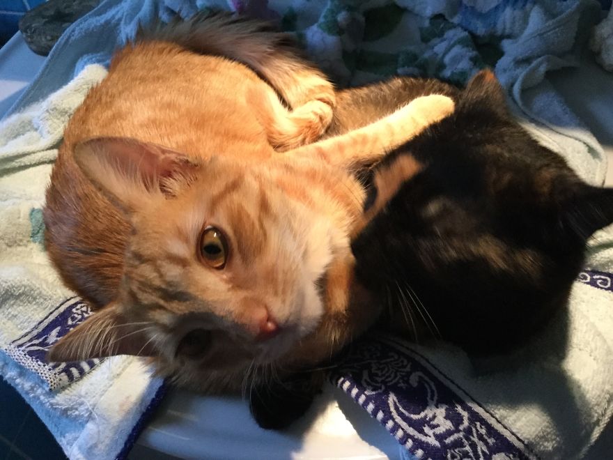 My Amazing Ginger Cat Bastiaan From Greek Beach