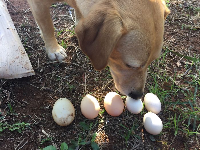 I Rescue And Care For Chickens In Paradise