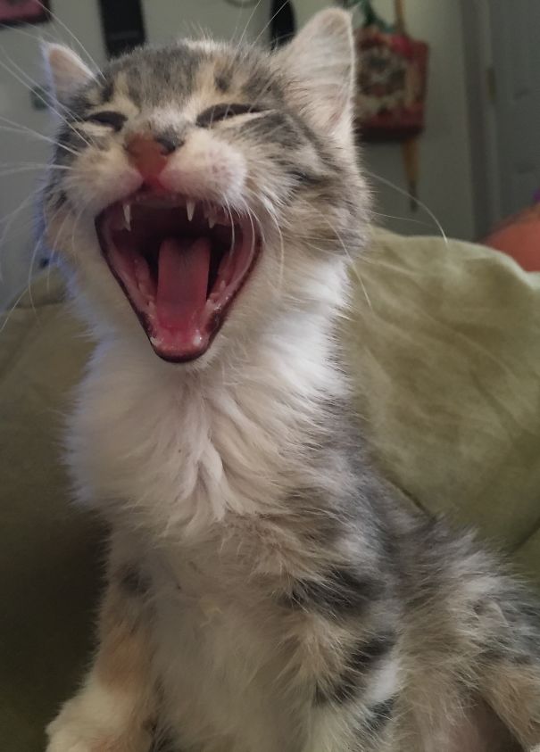 Killer Kitten