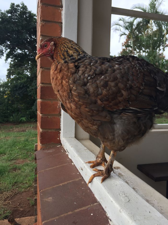 I Rescue And Care For Chickens In Paradise