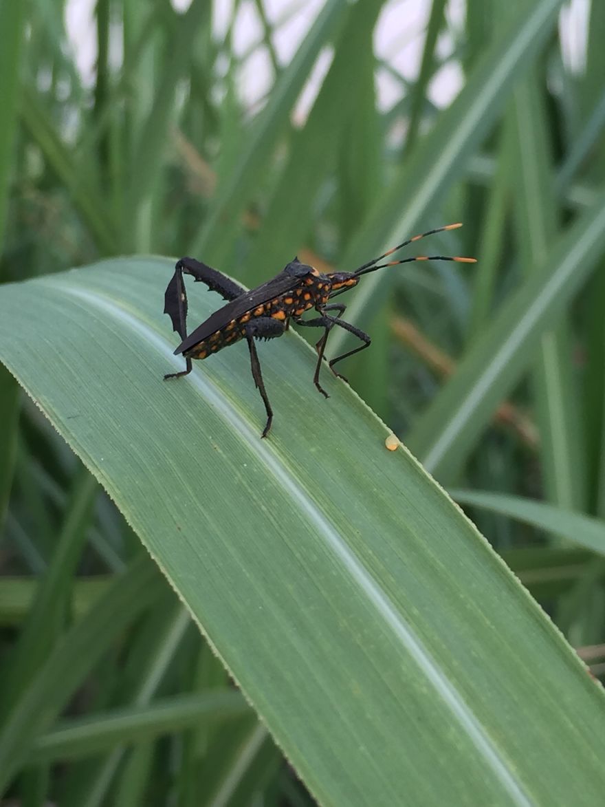 An Insect Perched On Sugar Cane