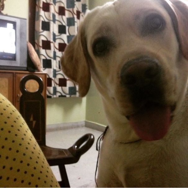 I Just Told My Dog Its Bedtime!!