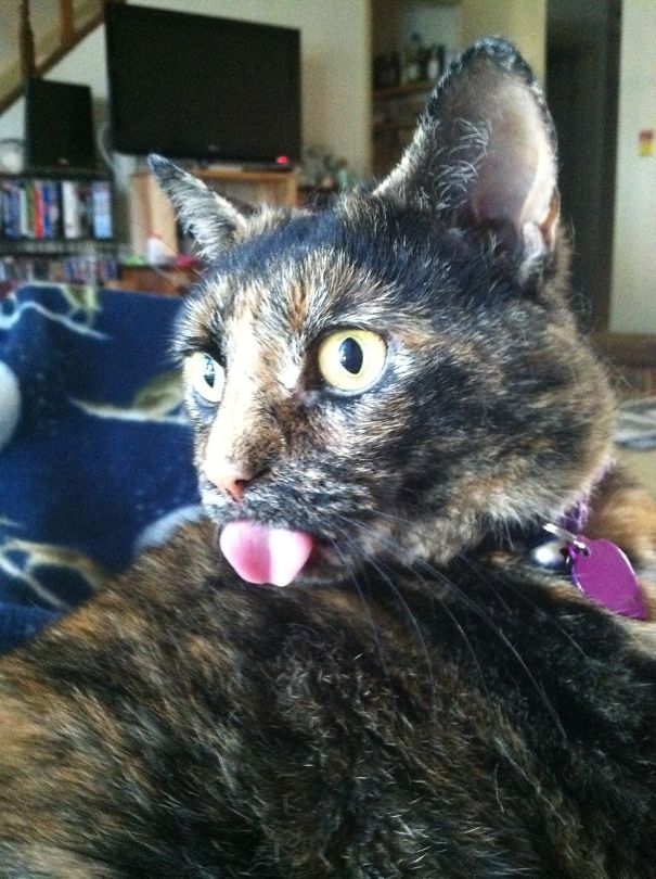 Cheyenne's First Time Seeing The Neighbors Large Dog Outside Of Our House