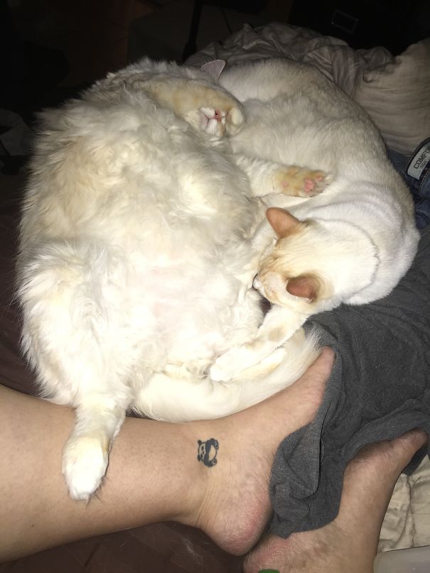 Biscuit And Flapjack Combined Into A Breakfast Melt