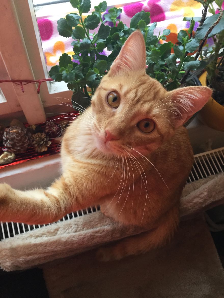 My Amazing Ginger Cat Bastiaan From Greek Beach