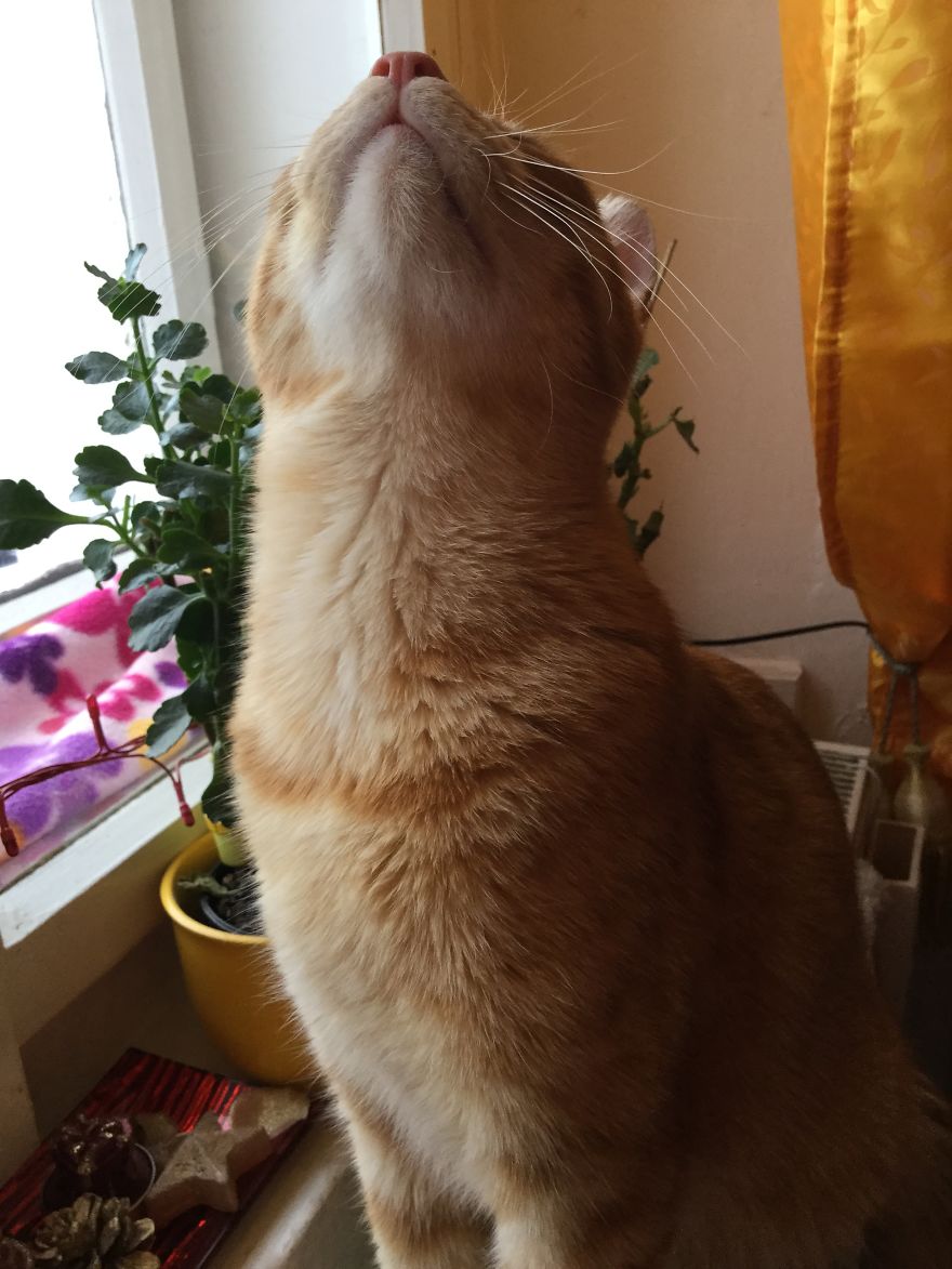 My Amazing Ginger Cat Bastiaan From Greek Beach