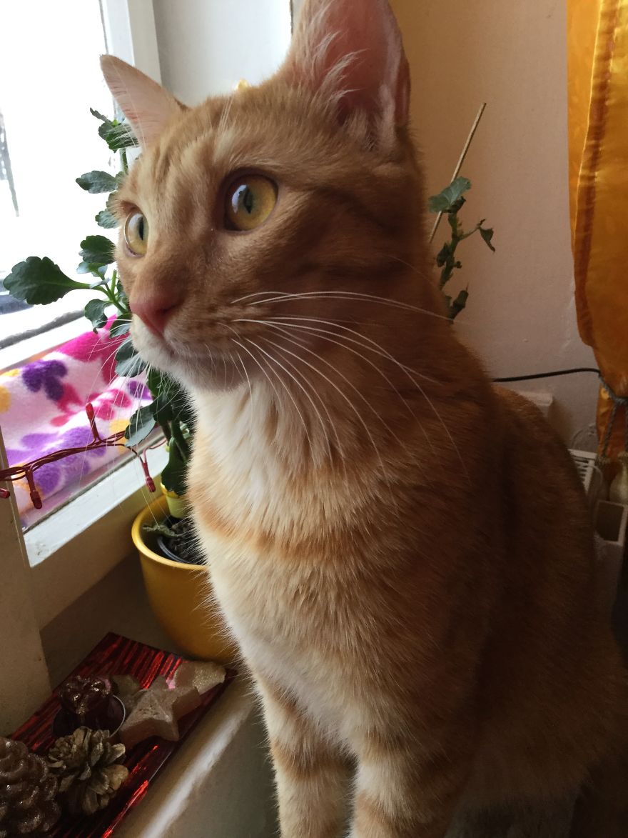 My Amazing Ginger Cat Bastiaan From Greek Beach