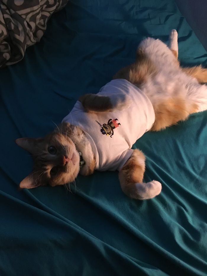 We Needed A Way To Keep Him From Getting At His Back While We Found The Cone Of Shame. Garfield Was Not Amused.