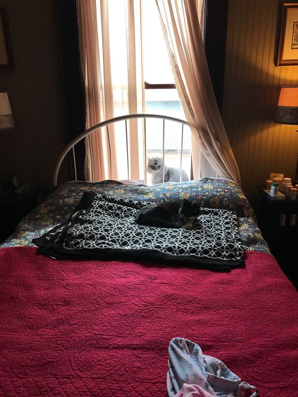 The White Witch Plotting Her Next Kill...