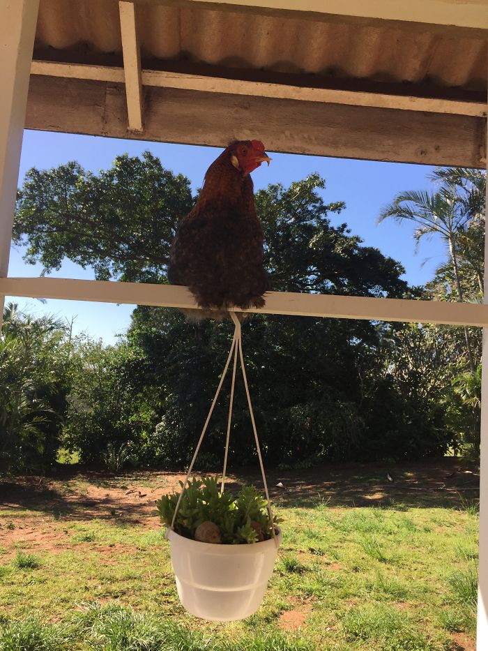 I Rescue And Care For Chickens In Paradise