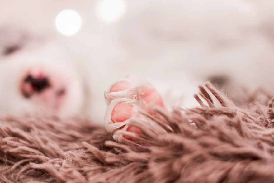 I Took Some Photos Or Adorable Babies With Little Paws