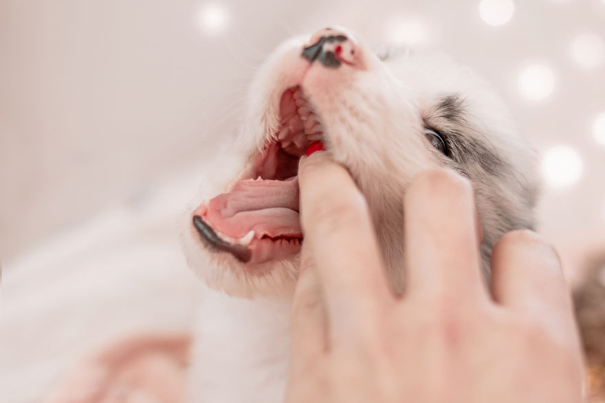 I Took Some Photos Or Adorable Babies With Little Paws