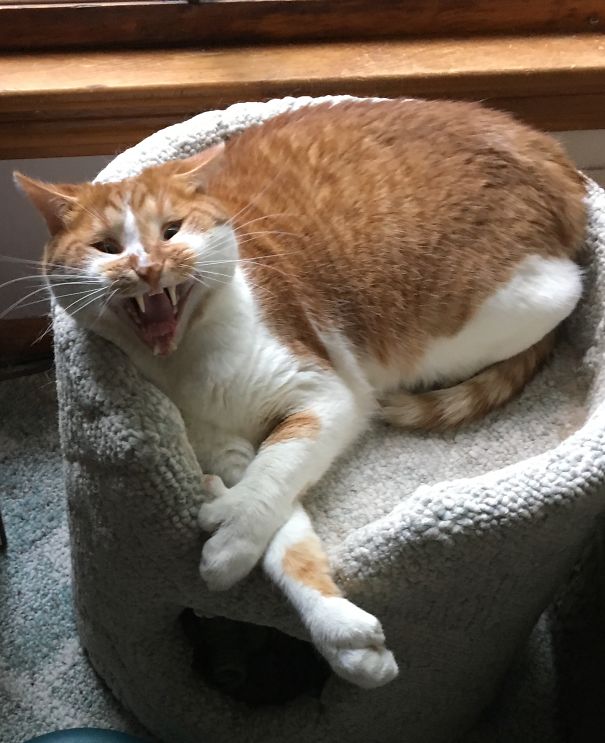 Mid-yawn Or Attack Mode?