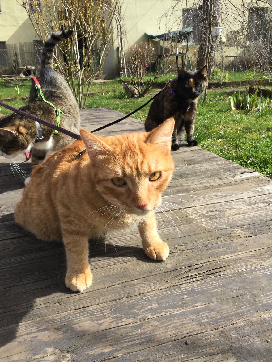 My Amazing Ginger Cat Bastiaan From Greek Beach