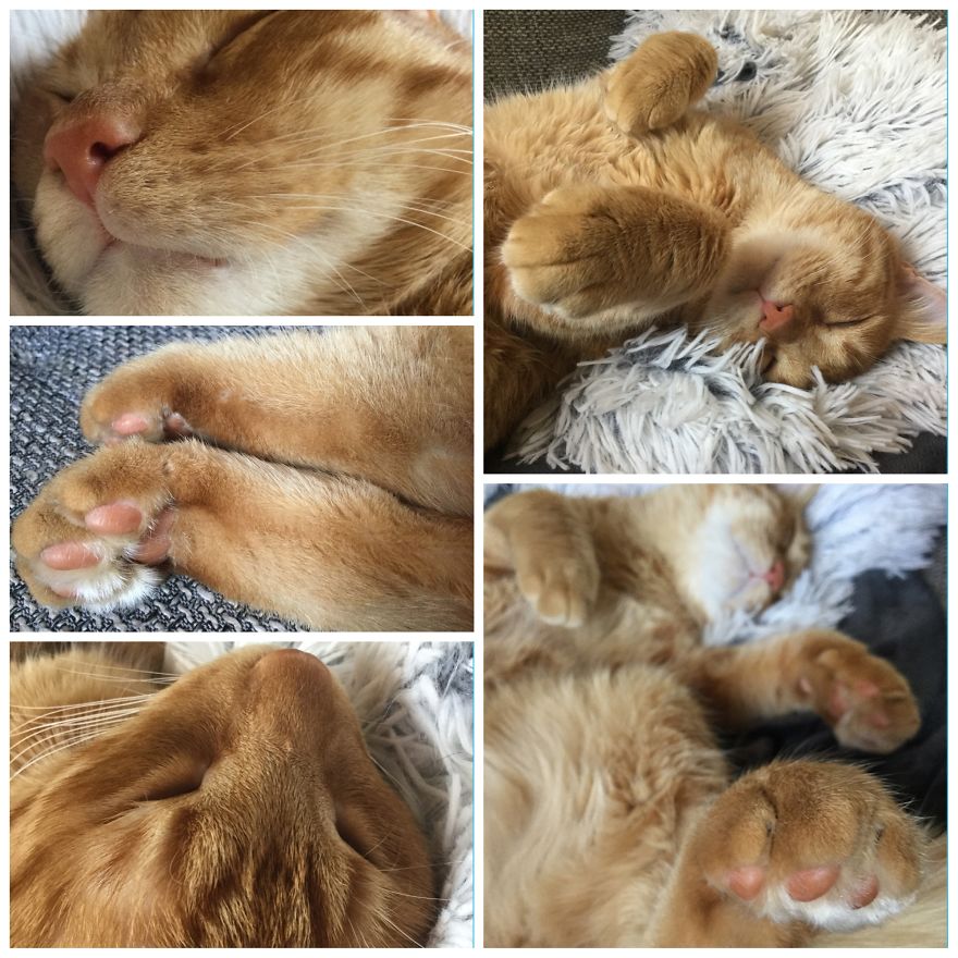 My Amazing Ginger Cat Bastiaan From Greek Beach