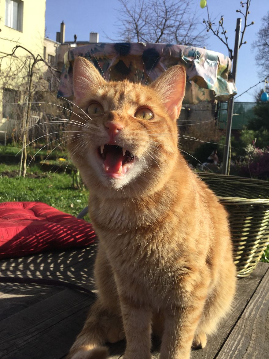 My Amazing Ginger Cat Bastiaan From Greek Beach