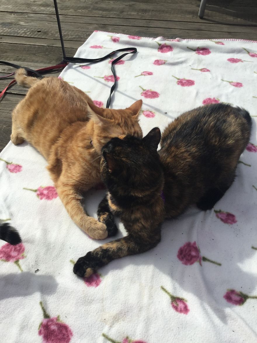 My Amazing Ginger Cat Bastiaan From Greek Beach