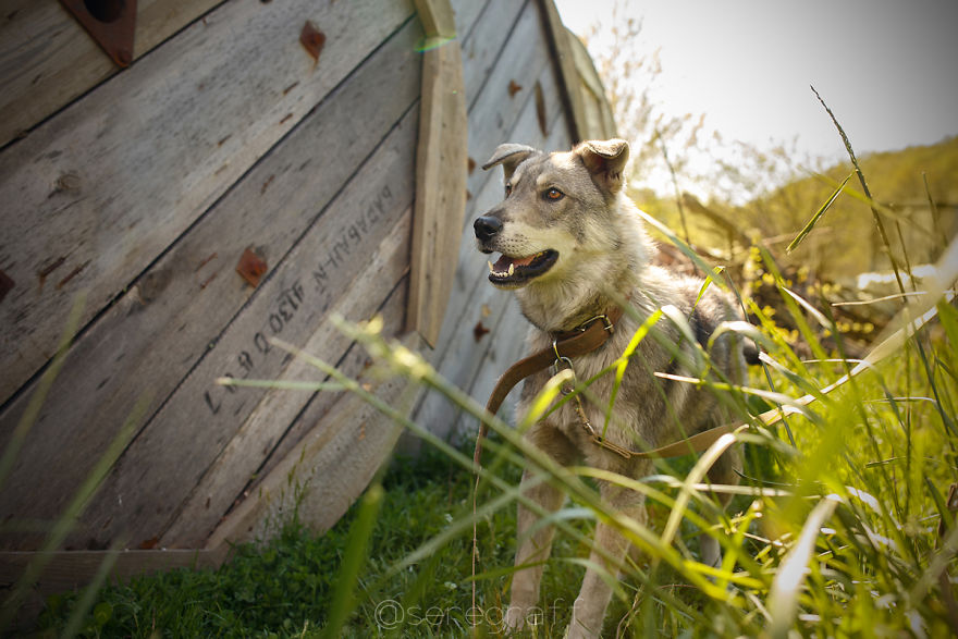A Story About My Experiences Photographing Homeless Dogs
