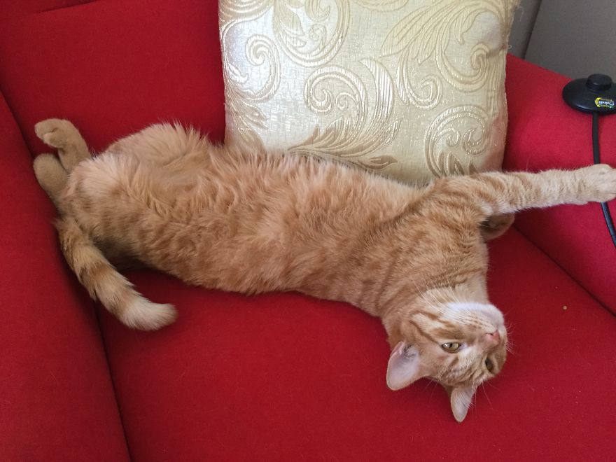 My Amazing Ginger Cat Bastiaan From Greek Beach