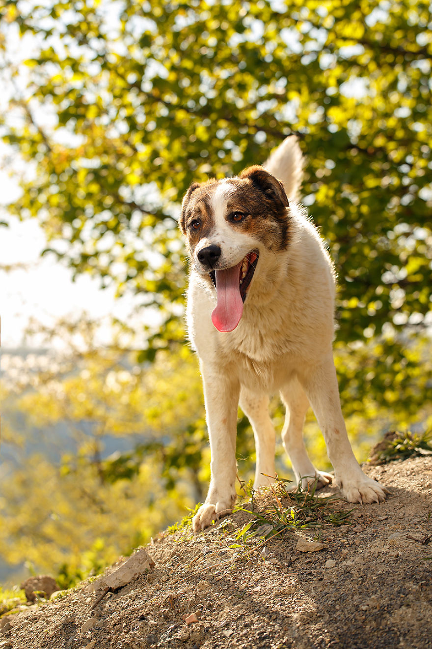 A Story About My Experiences Photographing Homeless Dogs A Story About My Experiences Photographing Homeless Dogs