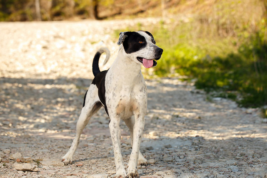 A Story About My Experiences Photographing Homeless Dogs