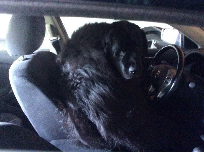 My Friend Painted Ender Sitting In The Car.