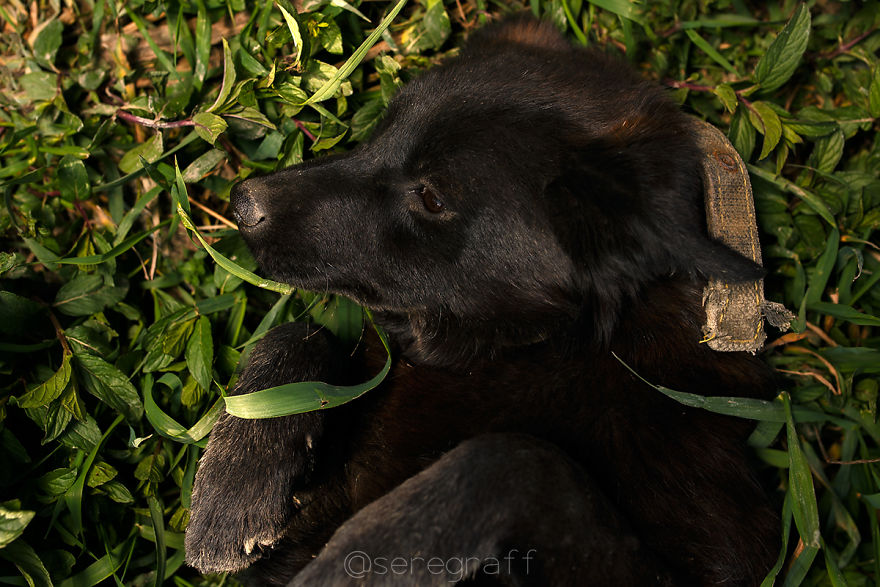 A Story About My Experiences Photographing Homeless Dogs A Story About My Experiences Photographing Homeless Dogs