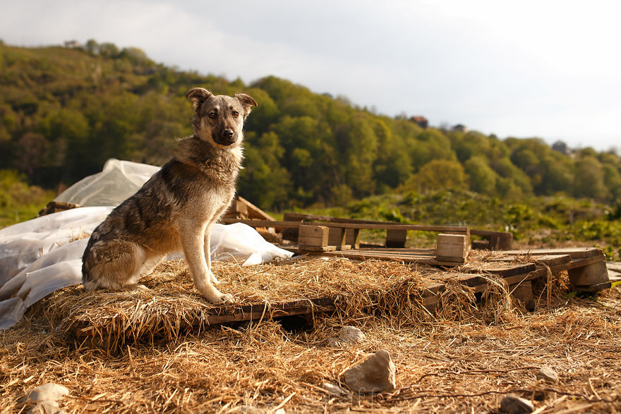 A Story About My Experiences Photographing Homeless Dogs A Story About My Experiences Photographing Homeless Dogs