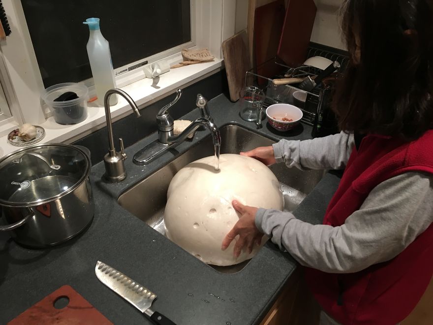 Biggest Mushroom Ever That Grew On Our Organic Farm
