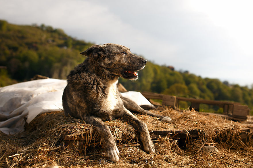 A Story About My Experiences Photographing Homeless Dogs A Story About My Experiences Photographing Homeless Dogs