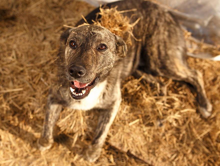 A Story About My Experiences Photographing Homeless Dogs