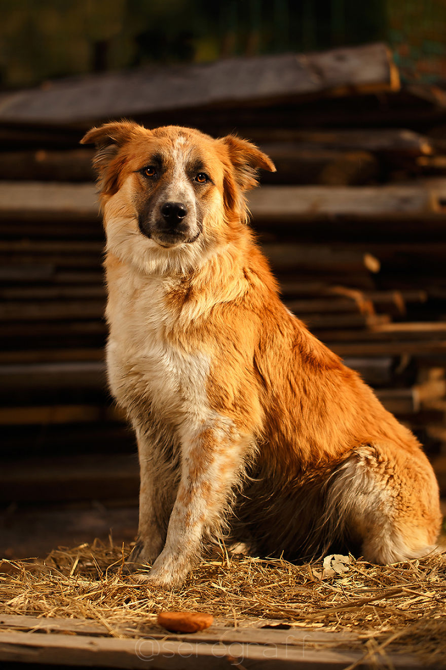 A Story About My Experiences Photographing Homeless Dogs A Story About My Experiences Photographing Homeless Dogs