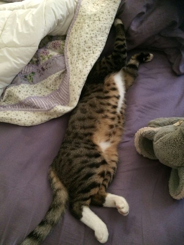 My Boy Chevy Hiding His Head Under The Blanket