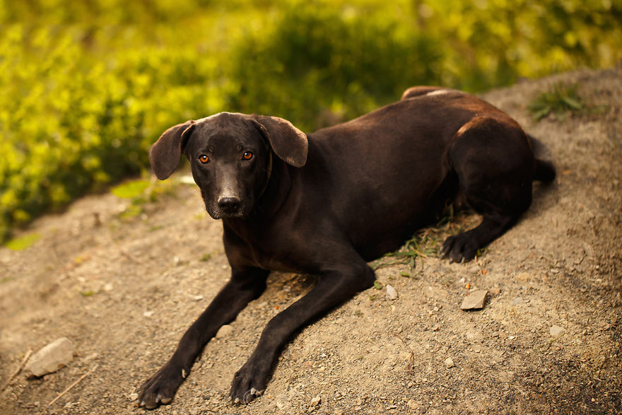 A Story About My Experiences Photographing Homeless Dogs A Story About My Experiences Photographing Homeless Dogs