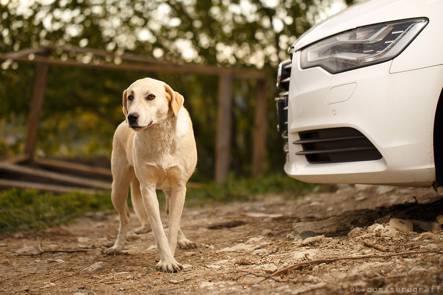 A Story About My Experiences Photographing Homeless Dogs A Story About My Experiences Photographing Homeless Dogs