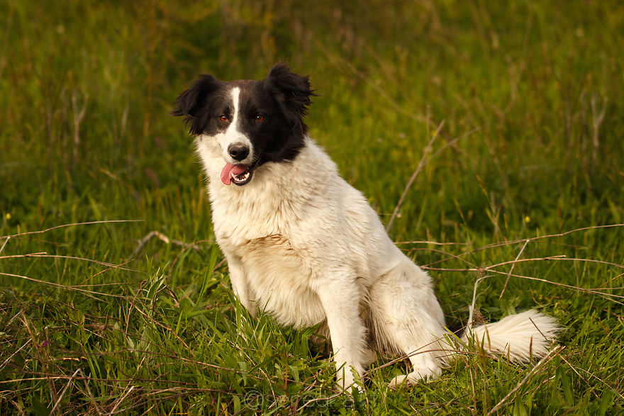 A Story About My Experiences Photographing Homeless Dogs A Story About My Experiences Photographing Homeless Dogs
