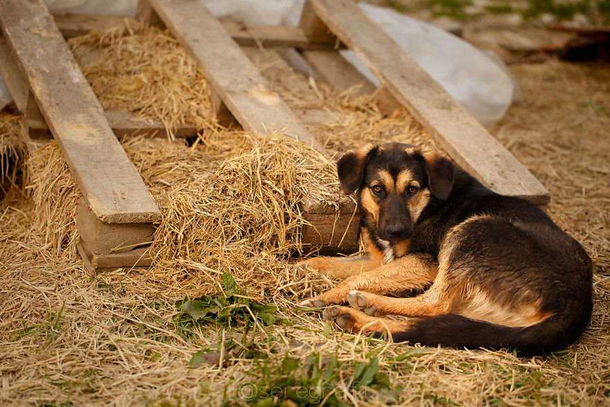 A Story About My Experiences Photographing Homeless Dogs