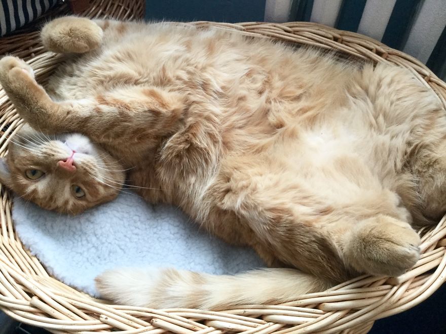 My Amazing Ginger Cat Bastiaan From Greek Beach