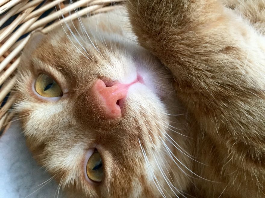 My Amazing Ginger Cat Bastiaan From Greek Beach