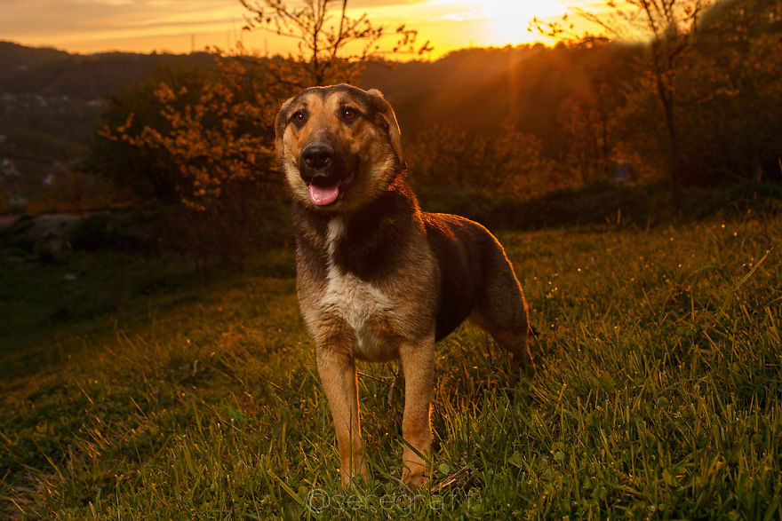 A Story About My Experiences Photographing Homeless Dogs A Story About My Experiences Photographing Homeless Dogs
