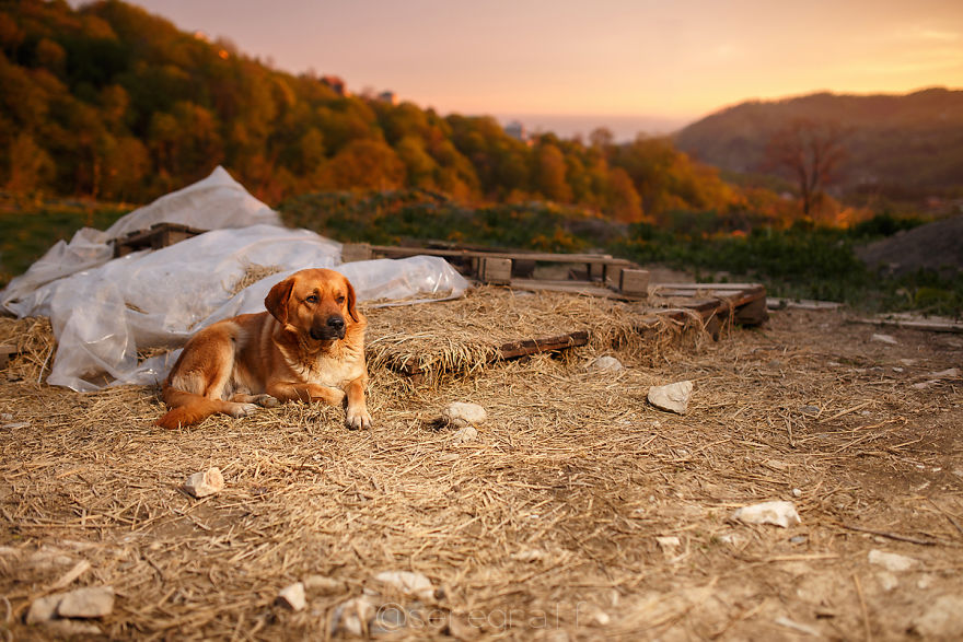 A Story About My Experiences Photographing Homeless Dogs