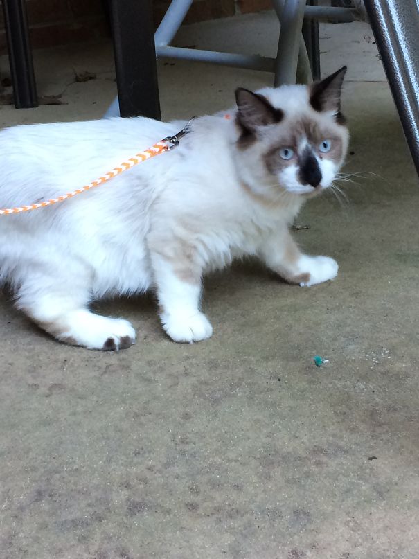Fender's First Time Outside. He Ran Right Back In.