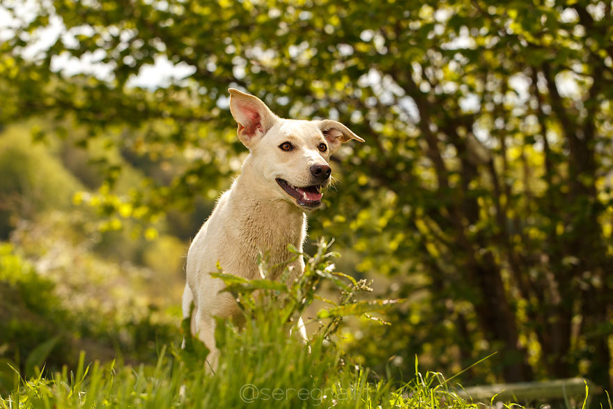 A Story About My Experiences Photographing Homeless Dogs A Story About My Experiences Photographing Homeless Dogs
